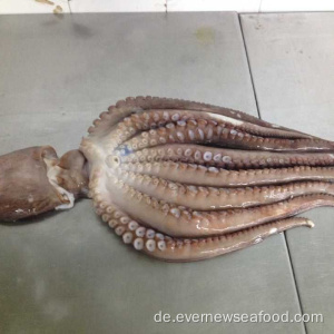 Neulandung gefrorener Oktopus (lateinischer Name: Octopus Vulgaris)